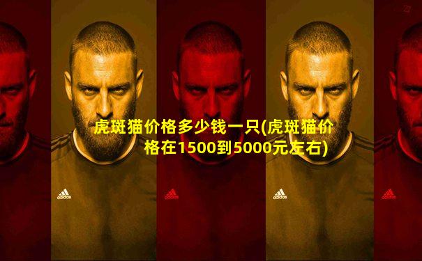 虎斑猫价格多少钱一只(虎斑猫价格在1500到5000元左右)